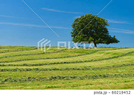 Lone oak tree grown on top of a hill covered with freshly cut grass Lone oak tree grown on top of a hill covered with freshly cut grass 60219452
