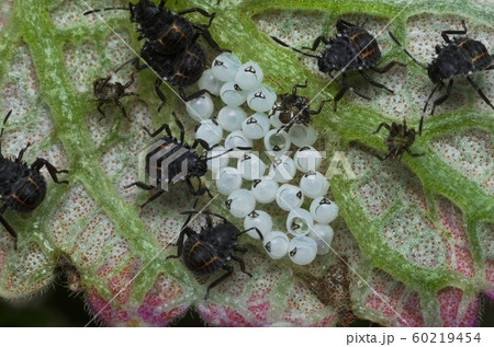 Some eggs and young insects of the Brown marmorated stink bug (Halyomorpha halys) on th lower side of a green leaf (Ita: cimice asiatica; Deu: Marmorierte Baumwanze; Fra: Punaise diabolique: Spa: Bern Some eggs and young insects of the Brown marmorated stink bug (Halyomorpha halys) on th lower side of a green leaf (Ita: cimice asiatica; Deu: Marmorierte Baumwanze; Fra: Punaise diabolique: Spa: Bern 60219454