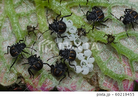 Some eggs and young insects of the Brown marmorated stink bug (Halyomorpha halys) on th lower side of a green leaf (Ita: cimice asiatica; Deu: Marmorierte Baumwanze; Fra: Punaise diabolique: Spa: Bern 60219455