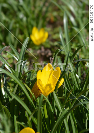 Winter daffodil 60219470