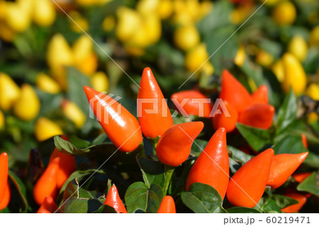 Orange ornamental pepper Favorit 60219471
