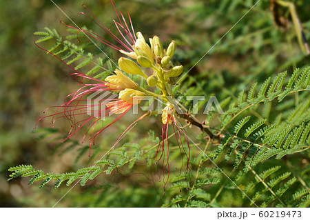 Bird of paradise 60219473