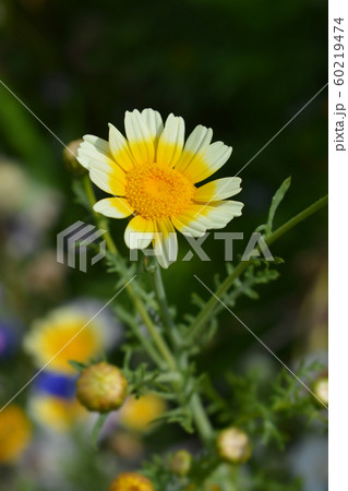 Crown daisy 60219474