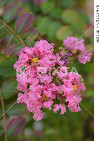 Crepe myrtle 60219476