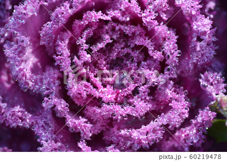 Ornamental cabbage 60219478