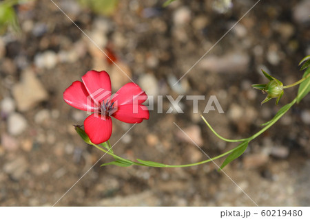 Scarlet flax 60219480