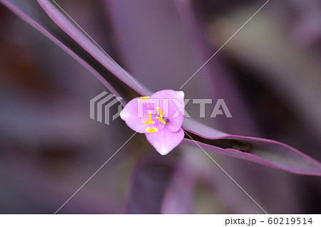 Purple heart 60219514
