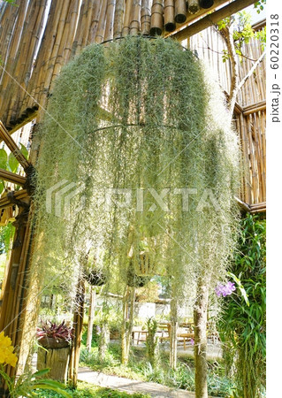ガーデニング、ガーデン、園芸、植物、グリーン(Green Decoration) ガーデニング、ガーデン、園芸、植物、グリーン(Green Decoration) 60220318