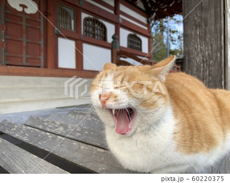 賽銭箱の上で欠伸をするネコ 賽銭箱の上で欠伸をするネコ 60220375