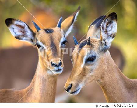 Impalas grooming sweetly Impalas grooming sweetly 60221718