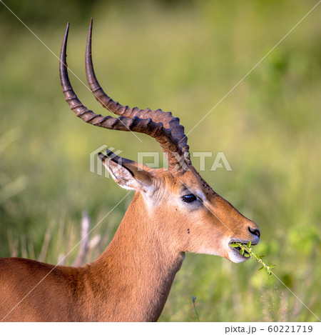 Impala eating sideview Impala eating sideview 60221719