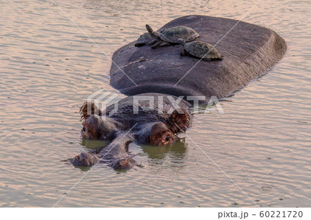 Hippopotamus with tortoises 60221720