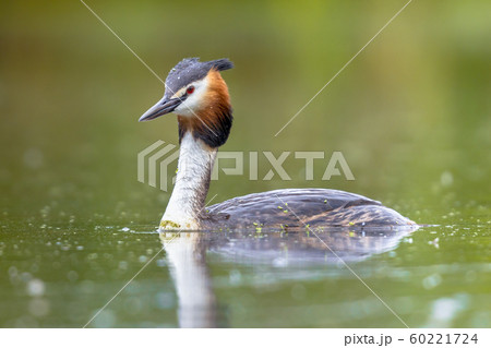 Great Crested Grebe waterfowl Great Crested Grebe waterfowl 60221724