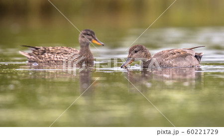Gadwall couple waterbirds Gadwall couple waterbirds 60221729