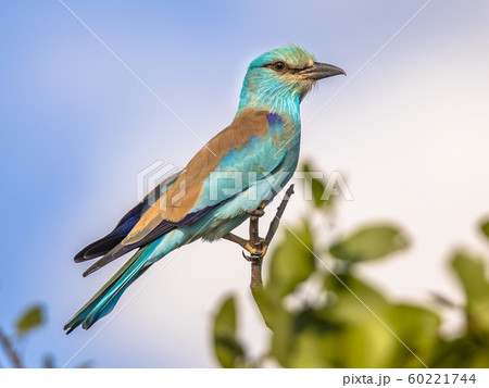 European roller on branch European roller on branch 60221744