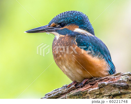 European Kingfisher close up 60221748