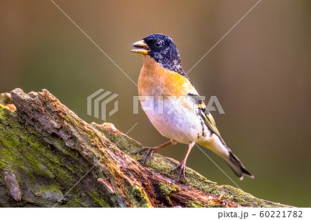 Brambling passerine bird 60221782