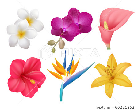 Tropical plants. Leafs and exotic bouquet botanical nature collection of realistic flowers isolated 60221852