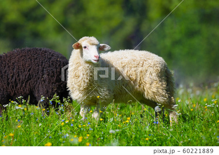 Sheeps in a meadow on green grass 60221889
