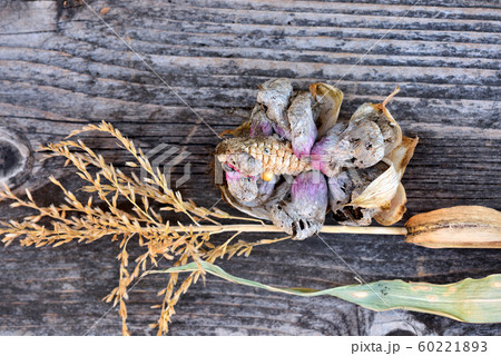 Corn smut (Ustilago zeae Unger). Ustilago maydis 60221893