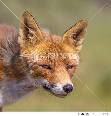 Red Fox cute portrait Red Fox cute portrait 60222375