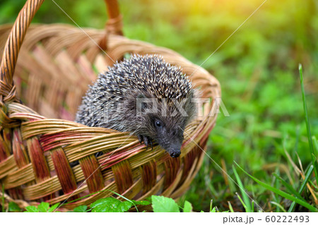 Hedgehog (Erinaceus Europaeus) in a basket 60222493