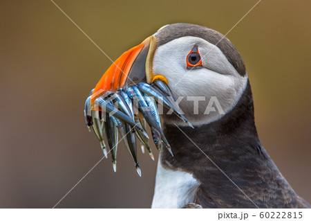 Puffin with beak full of fish Puffin with beak full of fish 60222815