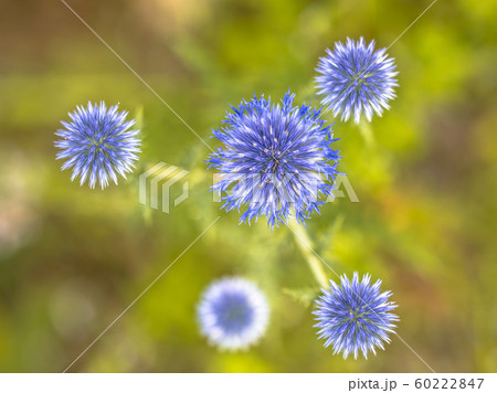 Great globe thistle 60222847