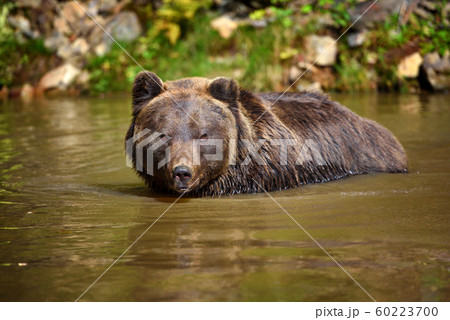 Brown Bear (Ursus arctos) swimming in a water 60223700