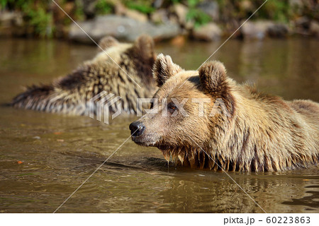 Two young brown bears swimming in a water 60223863