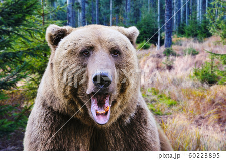 Brown bear portrait. Big brown bear in forest Brown bear portrait. Big brown bear in forest 60223895