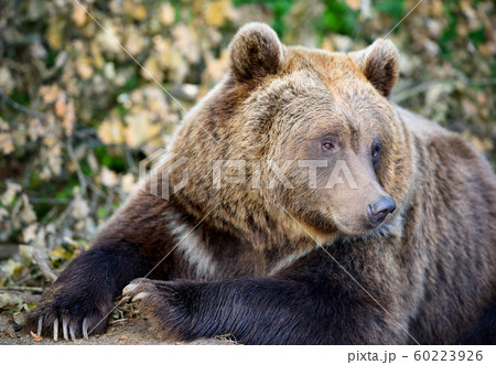 European brown bear in a forest landscape European brown bear in a forest landscape 60223926