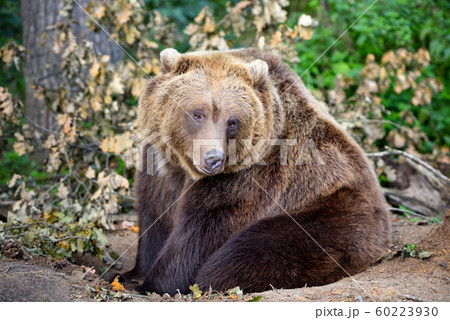 European brown bear in a forest landscape European brown bear in a forest landscape 60223930