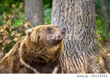 European brown bear in a forest landscape European brown bear in a forest landscape 60223938