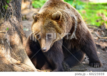 European brown bear in a forest landscape European brown bear in a forest landscape 60223939