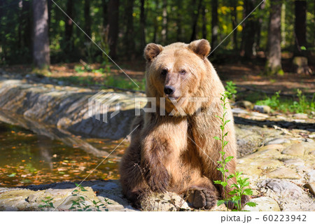 Young brown bear on the edge of the forest Young brown bear on the edge of the forest 60223942