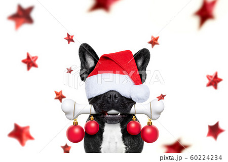 christmas santa claus dog christmas santa claus dog 60224234