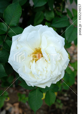 ロイヤルプリンセス 60224657