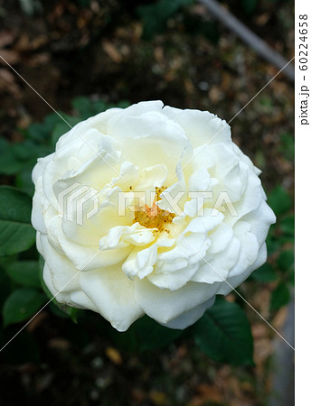 ロイヤルプリンセス 60224658