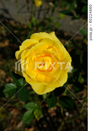 伊豆の踊子 60224660