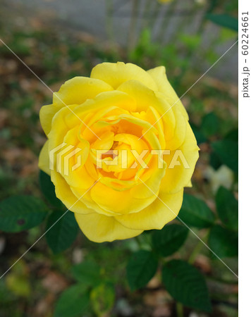 伊豆の踊子 60224661