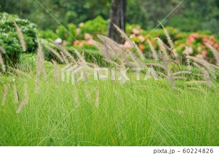 タイ王国チェンマイ県シリキット王妃植物園での風景 60224826