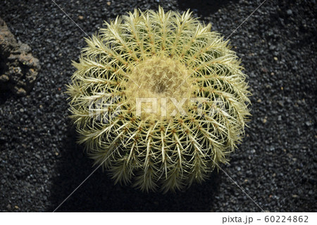 Spherical cactus with yellow thorns on a 60224862