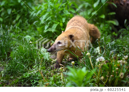 South American Coati (Nasua) 60225541