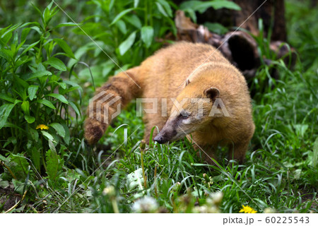 Cute coati (Nasua) 60225543