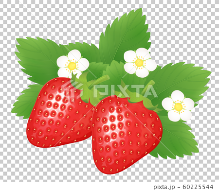 苺のイラスト 2個 花 葉のイラスト素材