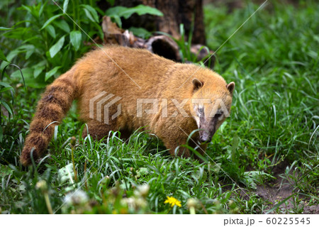 Cute coati (Nasua), 60225545