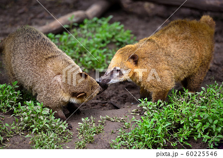 South American Coati (Nasua) 60225546