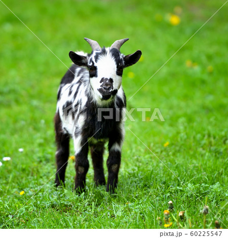 Black and white baby goat standing on green lawn 60225547
