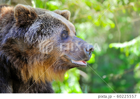 Brown bear portrait. Side view of bear face. 60225557